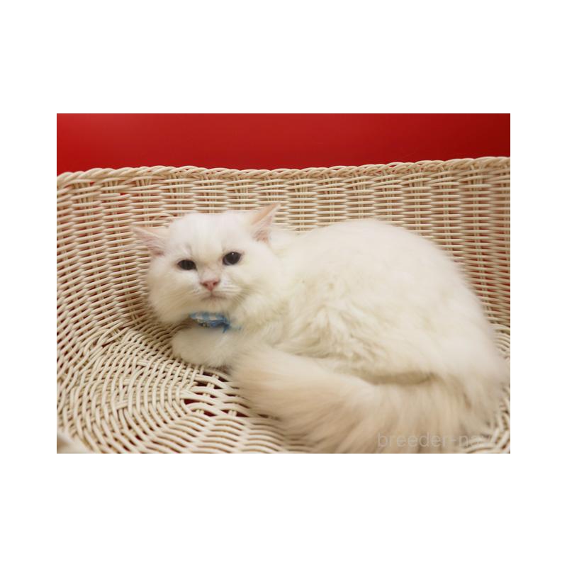 販売中の埼玉県のスコティッシュフォールド-134277の3枚目