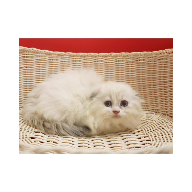 販売中の埼玉県のスコティッシュフォールド(折れ耳)-134278の8枚目