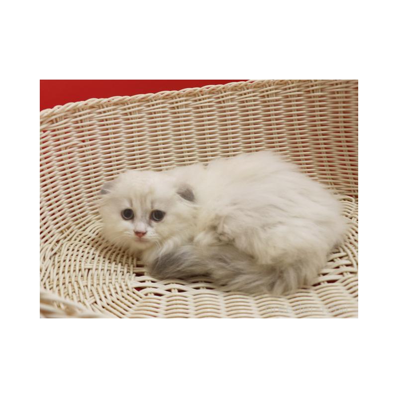 販売中の埼玉県のスコティッシュフォールド(折れ耳)-134278の7枚目