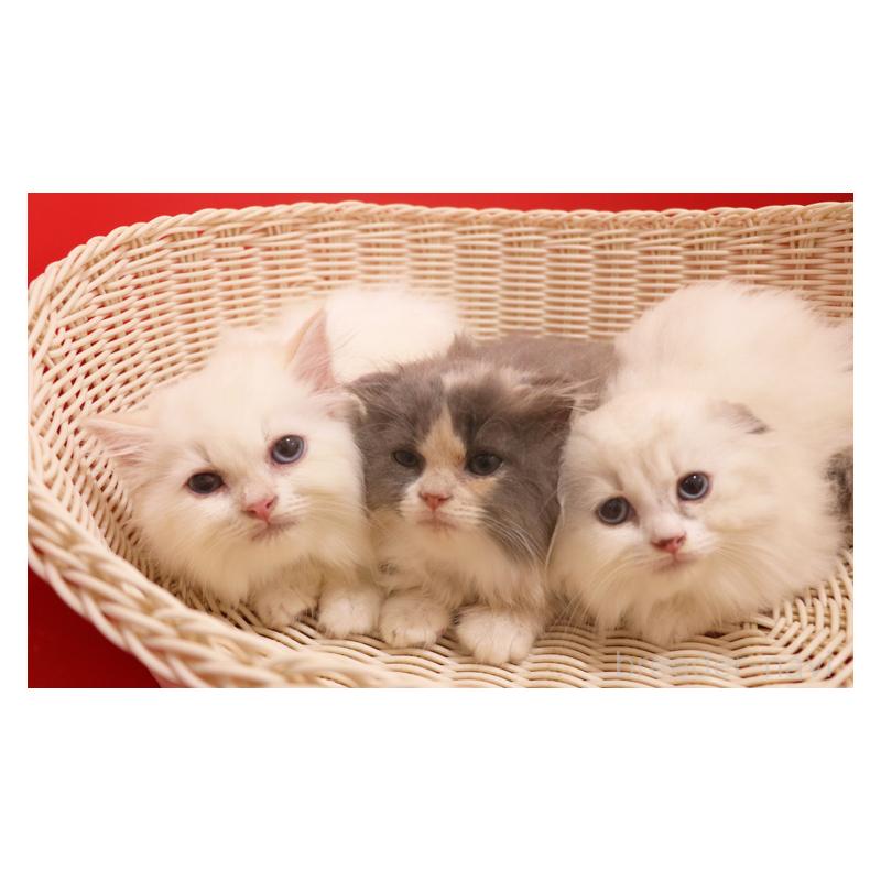 販売中の埼玉県のスコティッシュフォールド(折れ耳)-134278の6枚目