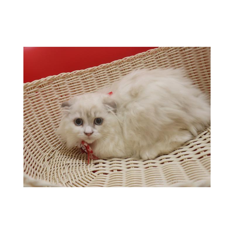 販売中の埼玉県のスコティッシュフォールド(折れ耳)-134278の5枚目