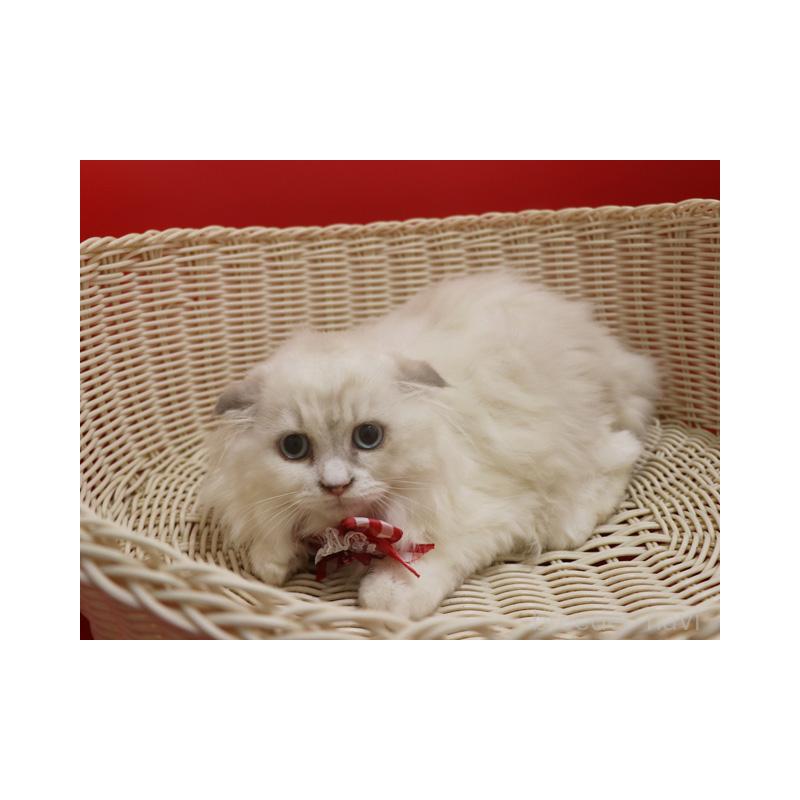 販売中の埼玉県のスコティッシュフォールド(折れ耳)-134278の4枚目