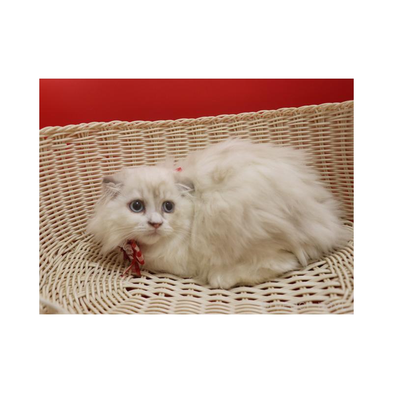 販売中の埼玉県のスコティッシュフォールド(折れ耳)-134278の3枚目