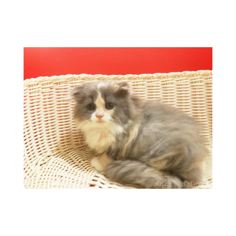 販売中の埼玉県のスコティッシュフォールド(折れ耳)-134279の7枚目