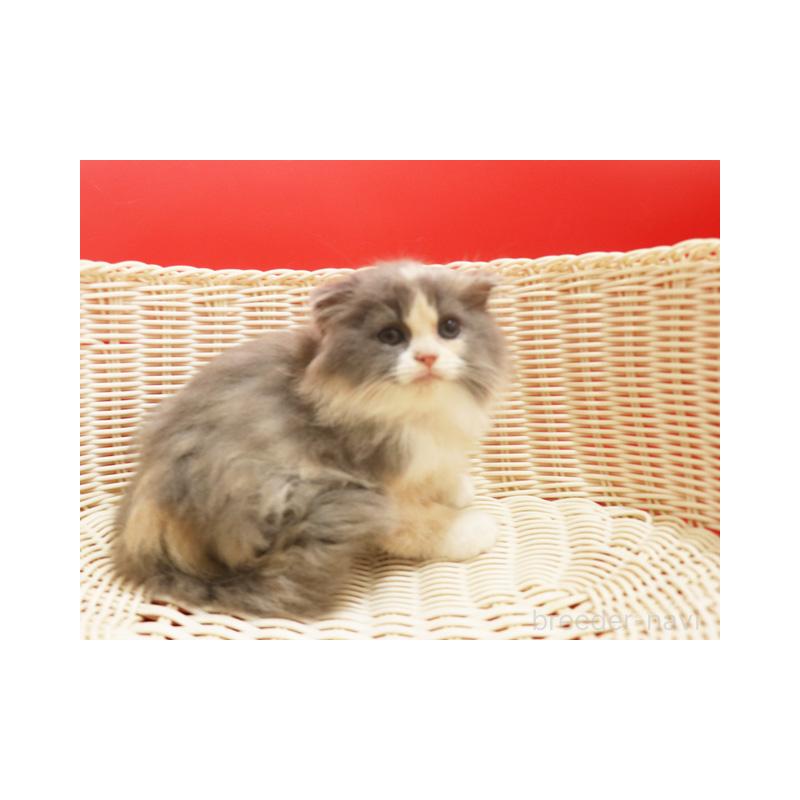 販売中の埼玉県のスコティッシュフォールド(折れ耳)-134279の6枚目