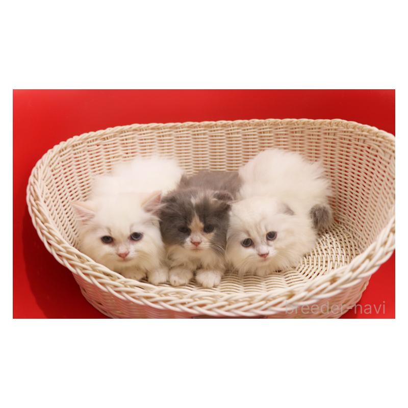 販売中の埼玉県のスコティッシュフォールド(折れ耳)-134279の5枚目