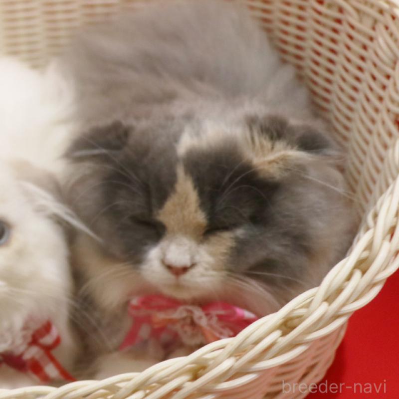 販売中の埼玉県のスコティッシュフォールド(折れ耳)-134279