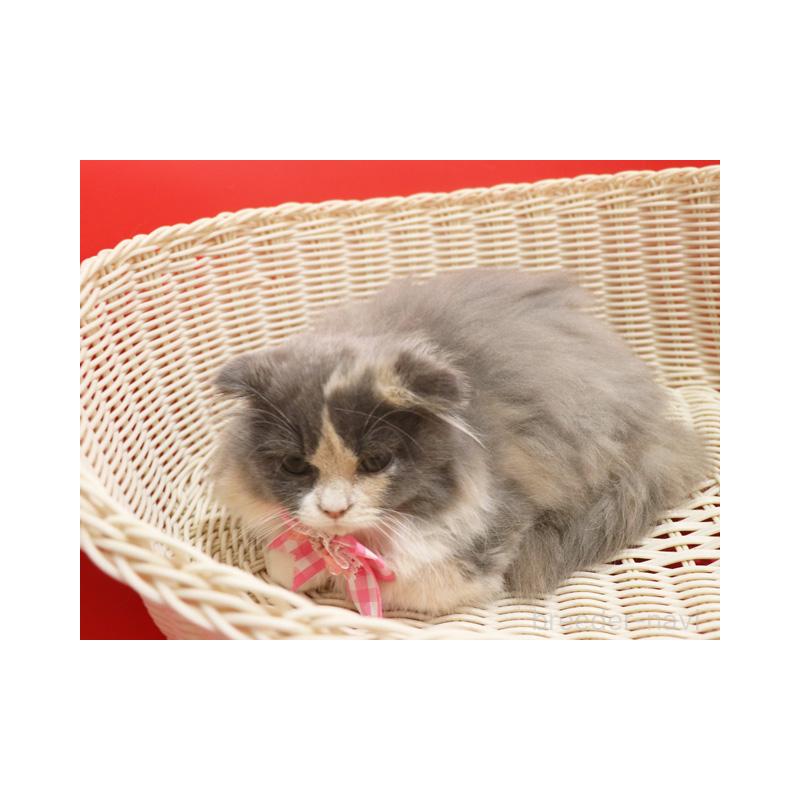 販売中の埼玉県のスコティッシュフォールド(折れ耳)-134279の3枚目