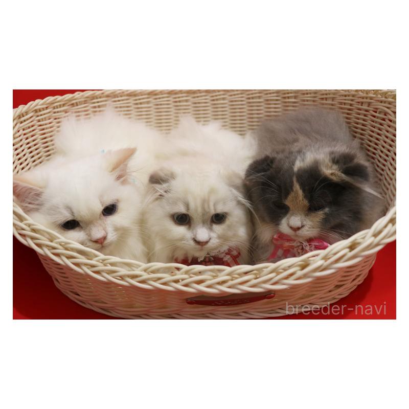 販売中の埼玉県のスコティッシュフォールド(折れ耳)-134279の2枚目