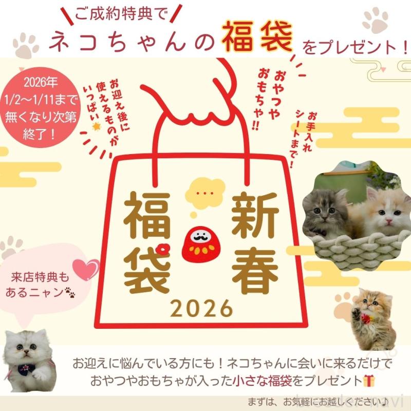 販売中の神奈川県のマンチカン-132557の4枚目