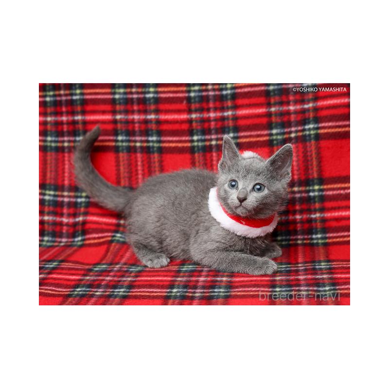 販売中の神奈川県のロシアンブルー-134331の5枚目