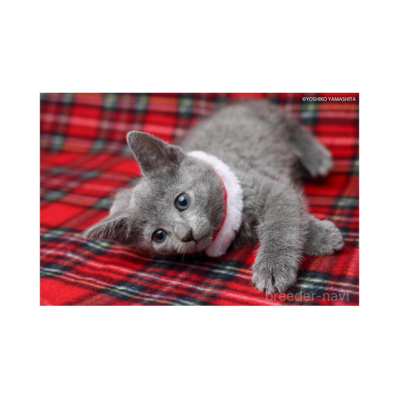 販売中の神奈川県のロシアンブルー-134331の4枚目