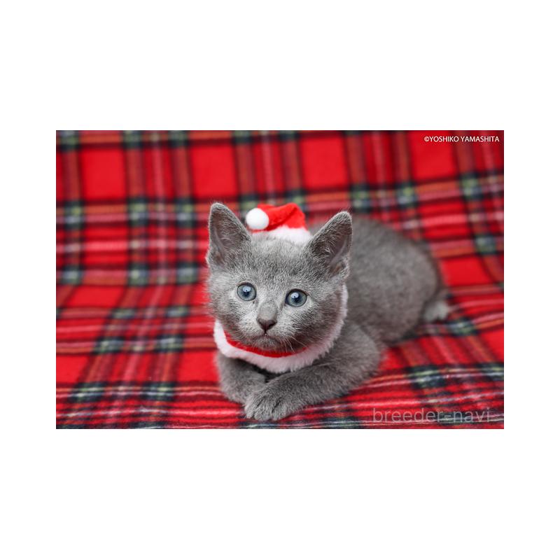 販売中の神奈川県のロシアンブルー-134331の3枚目