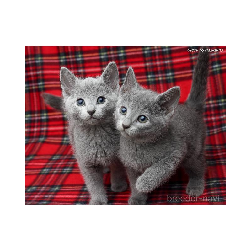 販売中の神奈川県のロシアンブルー-134331の2枚目