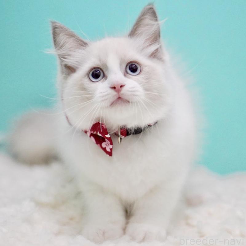 成約済の東京都のラグドール-130373の1枚目