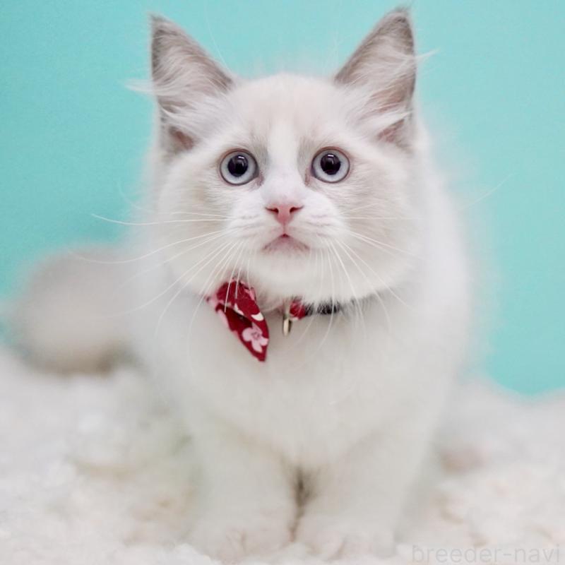 成約済の東京都のラグドール-130373の15枚目