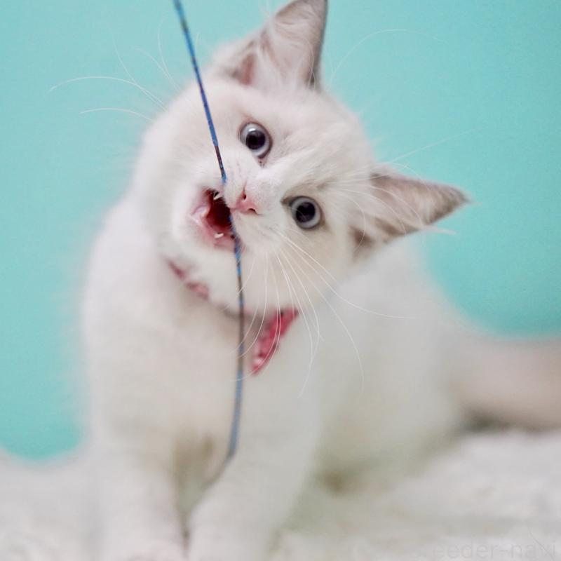 成約済の東京都のラグドール-130373の13枚目