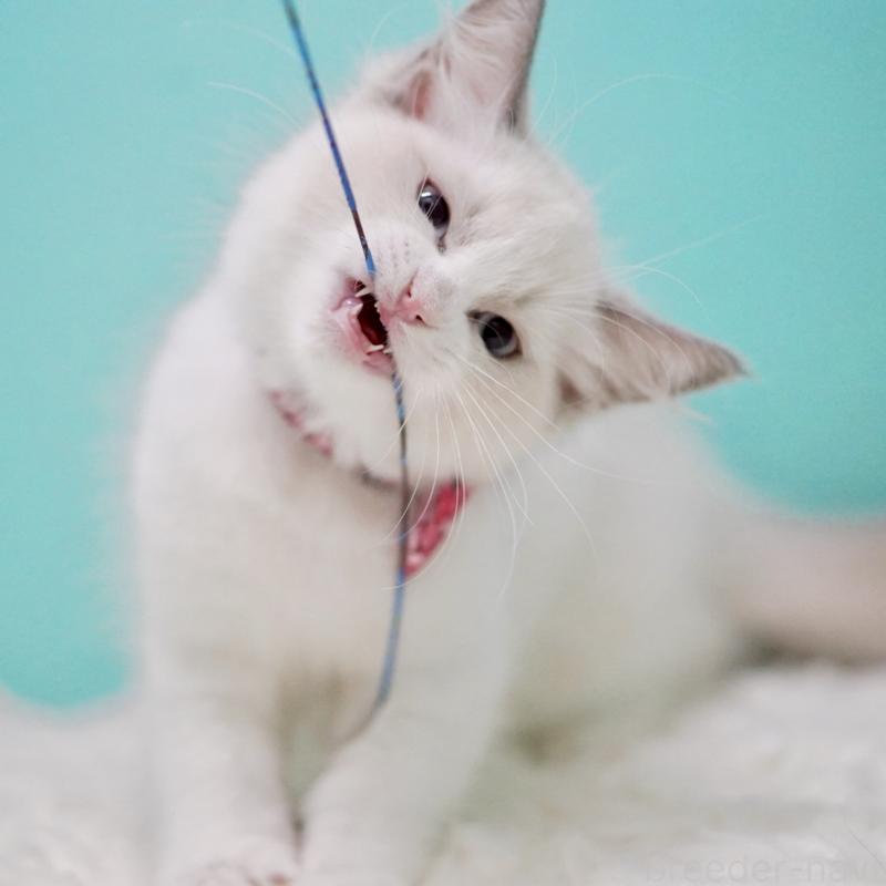 成約済の東京都のラグドール-130373の12枚目