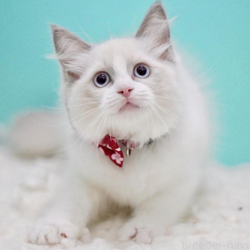 成約済の東京都のラグドール-130373の11枚目