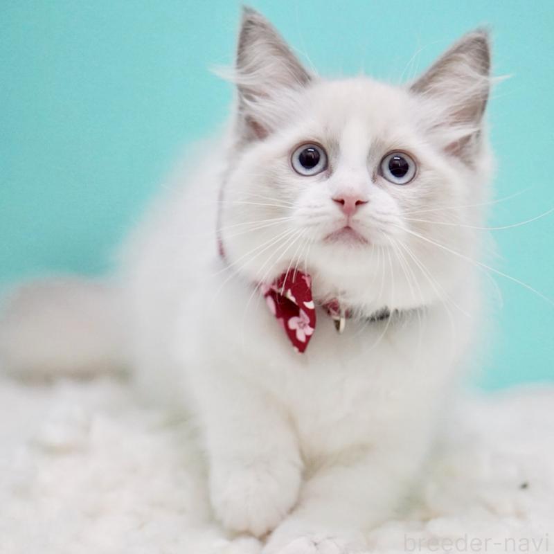 成約済の東京都のラグドール-130373の10枚目