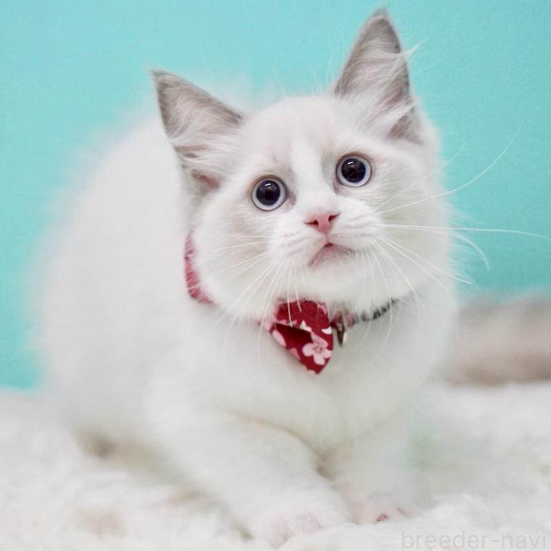 成約済の東京都のラグドール-130373の9枚目