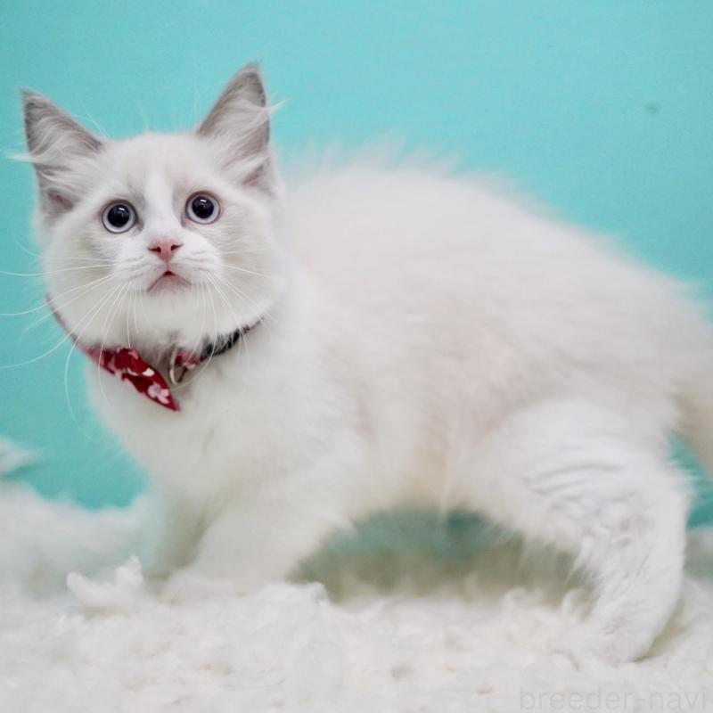 成約済の東京都のラグドール-130373の8枚目