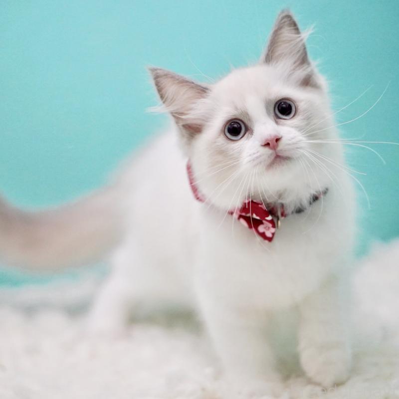 成約済の東京都のラグドール-130373の5枚目