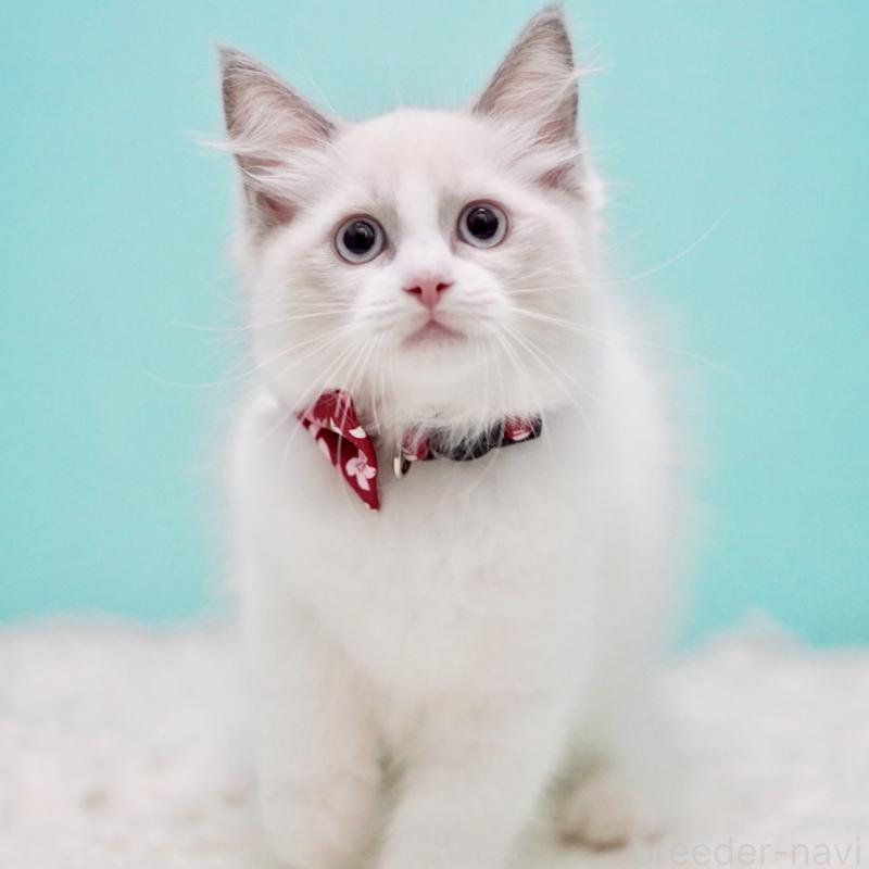 成約済の東京都のラグドール-130373の4枚目