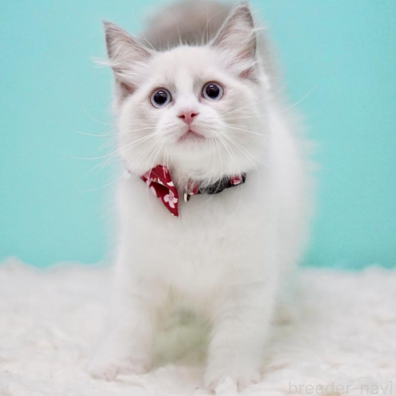 成約済の東京都のラグドール-130373の3枚目