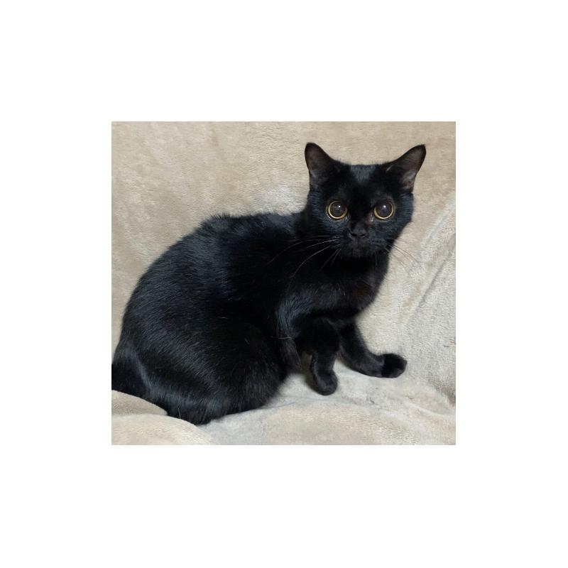 販売中の埼玉県のボンベイ-134332の1枚目