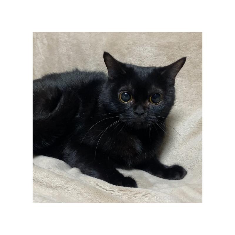 販売中の埼玉県のボンベイ-134332の8枚目