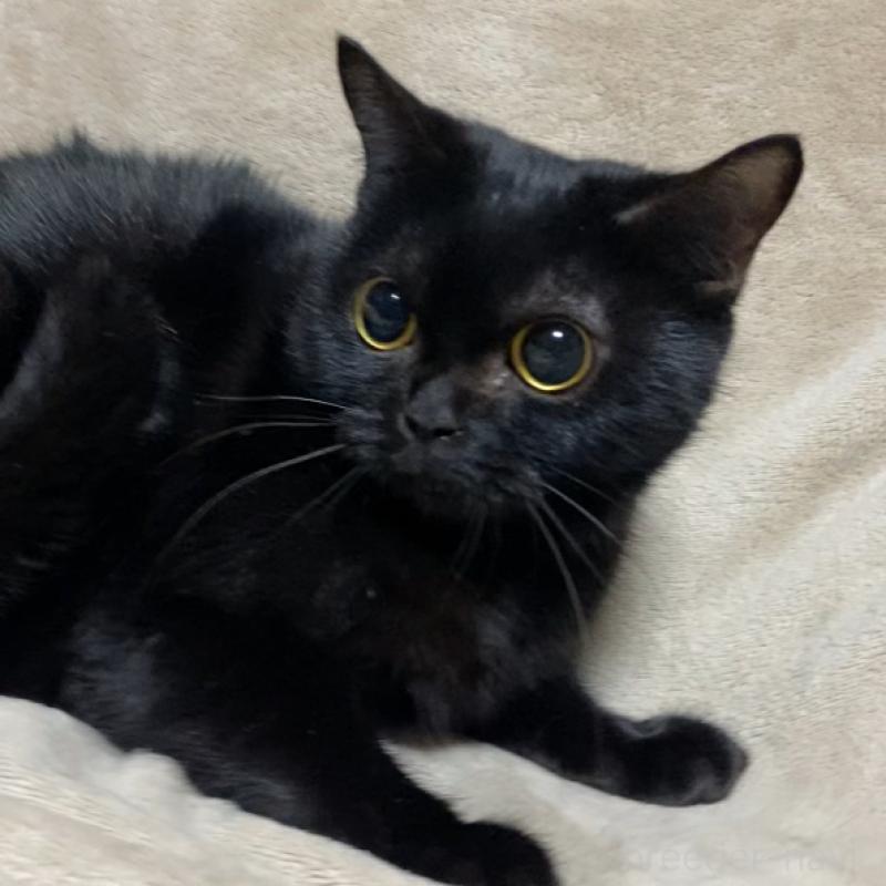 販売中の埼玉県のボンベイ-134332の7枚目