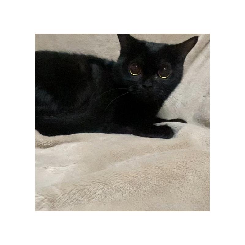 販売中の埼玉県のボンベイ-134332の6枚目