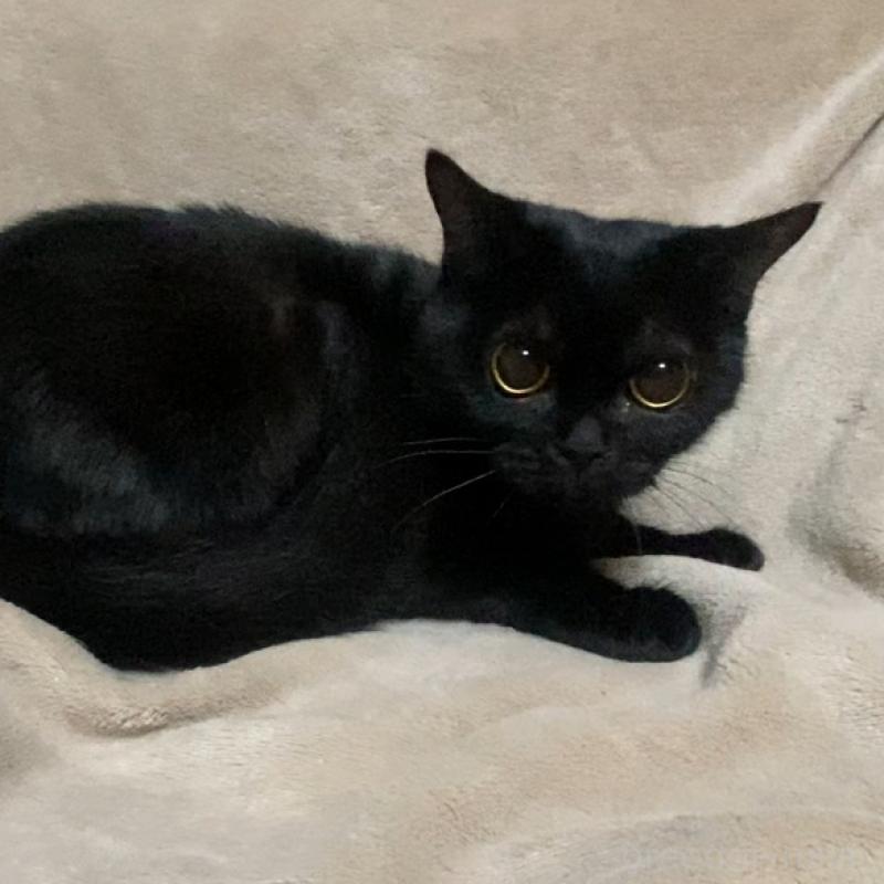 販売中の埼玉県のボンベイ-134332の5枚目