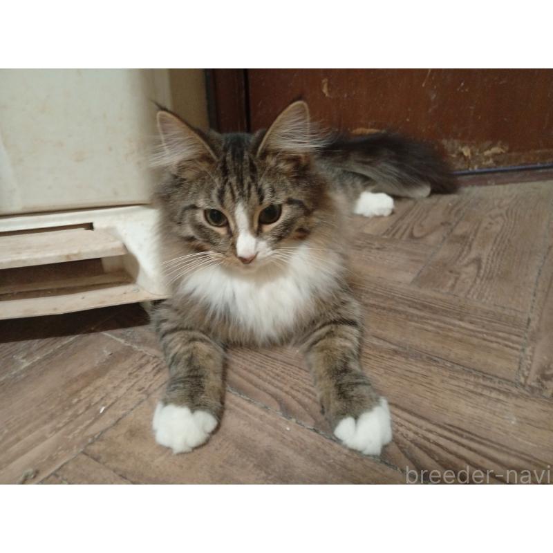 販売中の東京都のノルウェージャンフォレストキャット-121491の5枚目