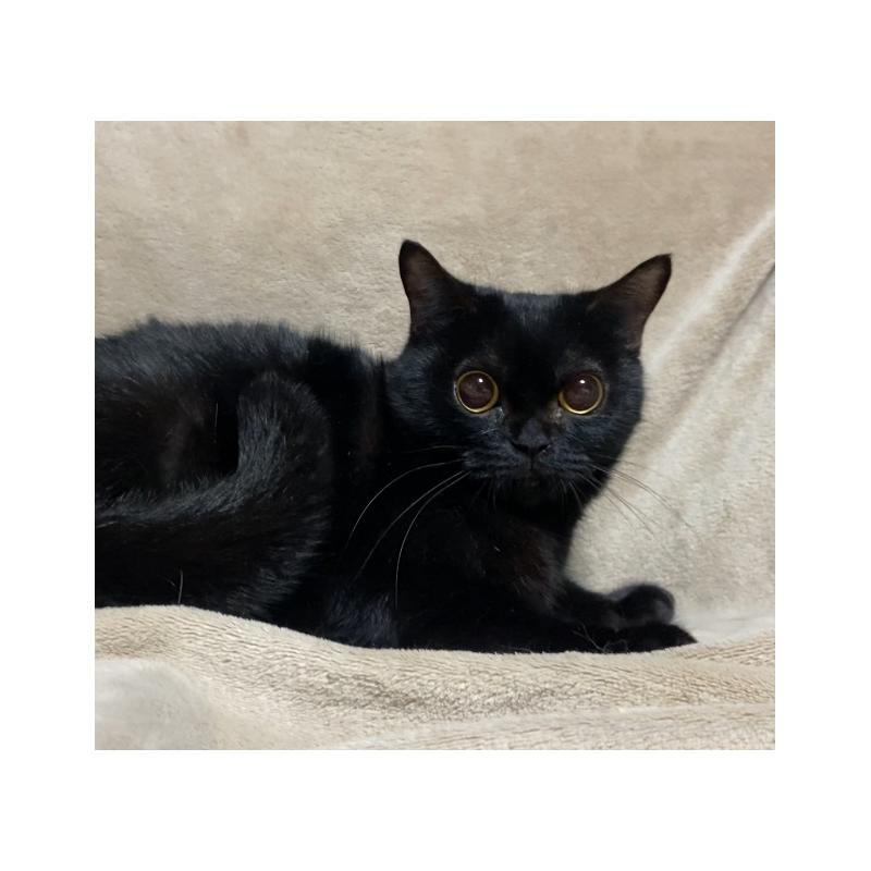 販売中の埼玉県のボンベイ-134332の4枚目