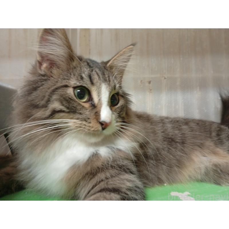 販売中の東京都のノルウェージャンフォレストキャット-121491の4枚目