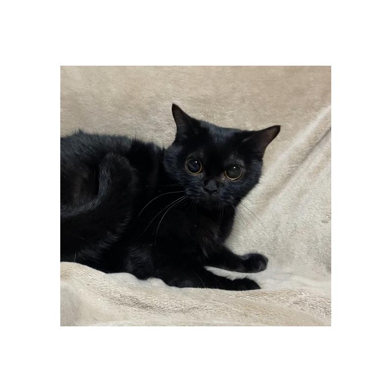 販売中の埼玉県のボンベイ-134332の3枚目