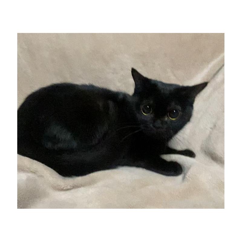 販売中の埼玉県のボンベイ-134332の2枚目