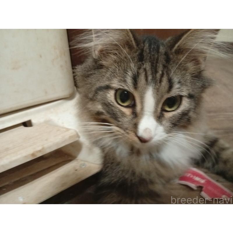 販売中の東京都のノルウェージャンフォレストキャット-121491の3枚目