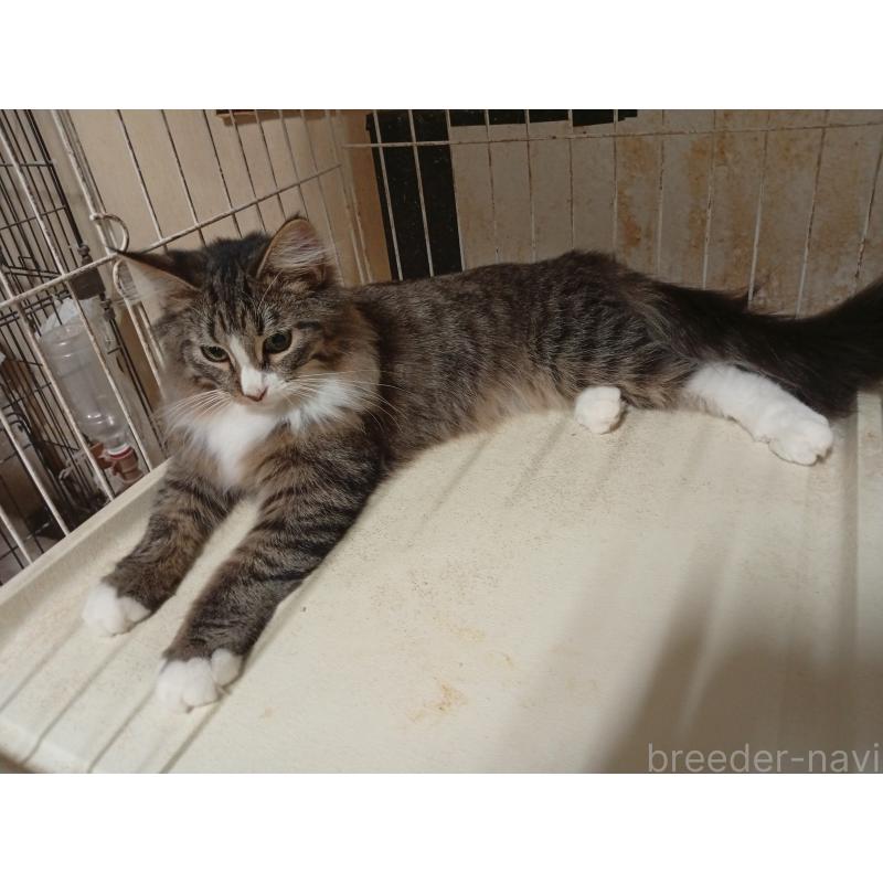 販売中の東京都のノルウェージャンフォレストキャット-121491の2枚目