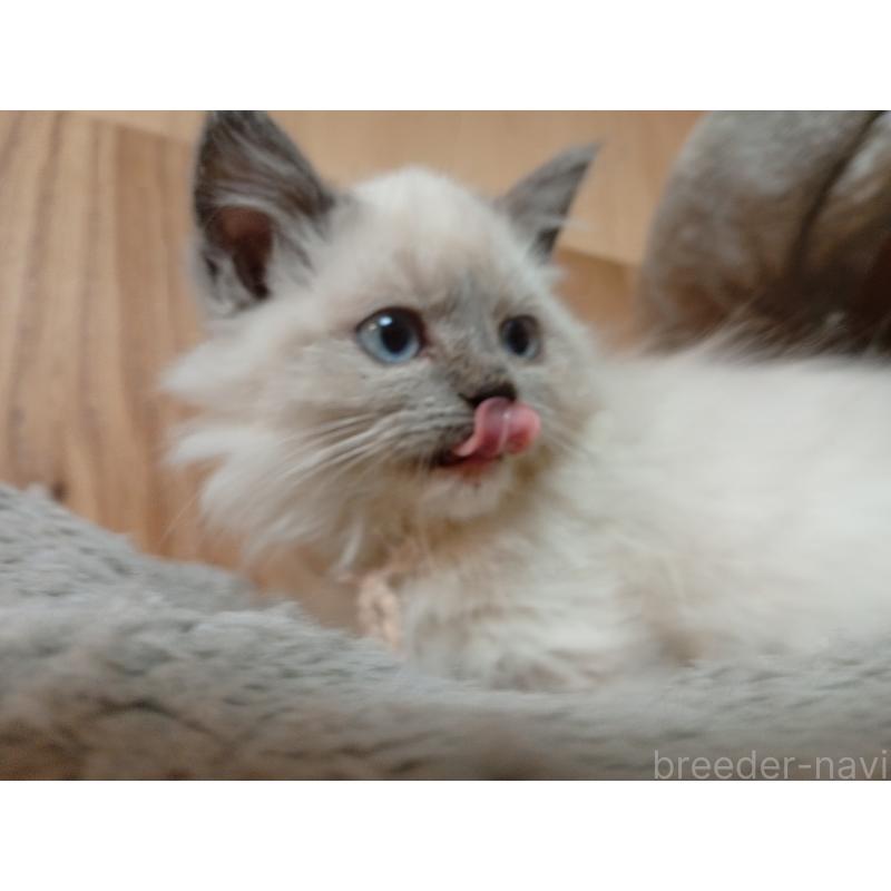 販売中の東京都のラグドール-132269の2枚目