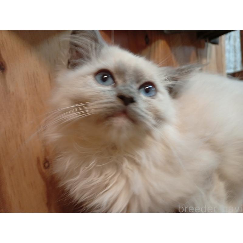 販売中の東京都のラグドール-132268の3枚目