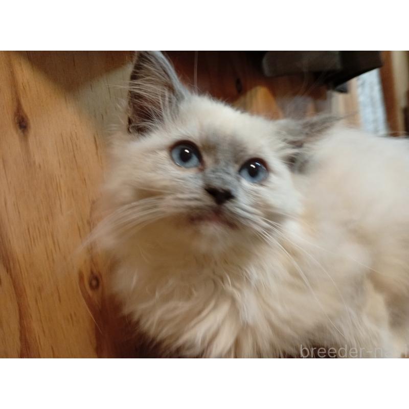 販売中の東京都のラグドール-132268の2枚目