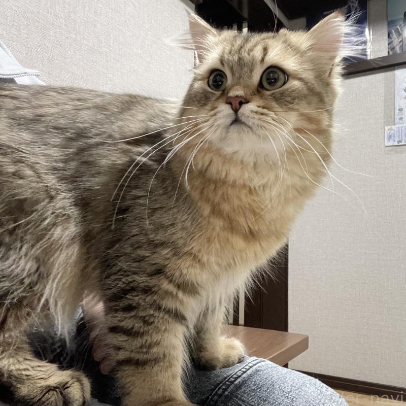 販売中の愛知県のミヌエット-117954