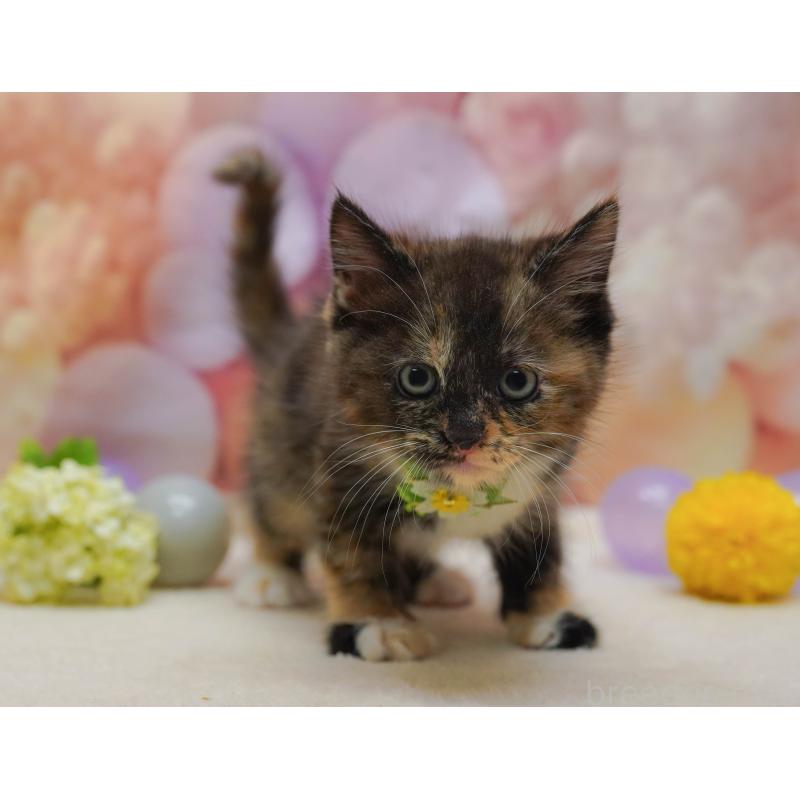 販売中の埼玉県のマンチカン-134337の11枚目