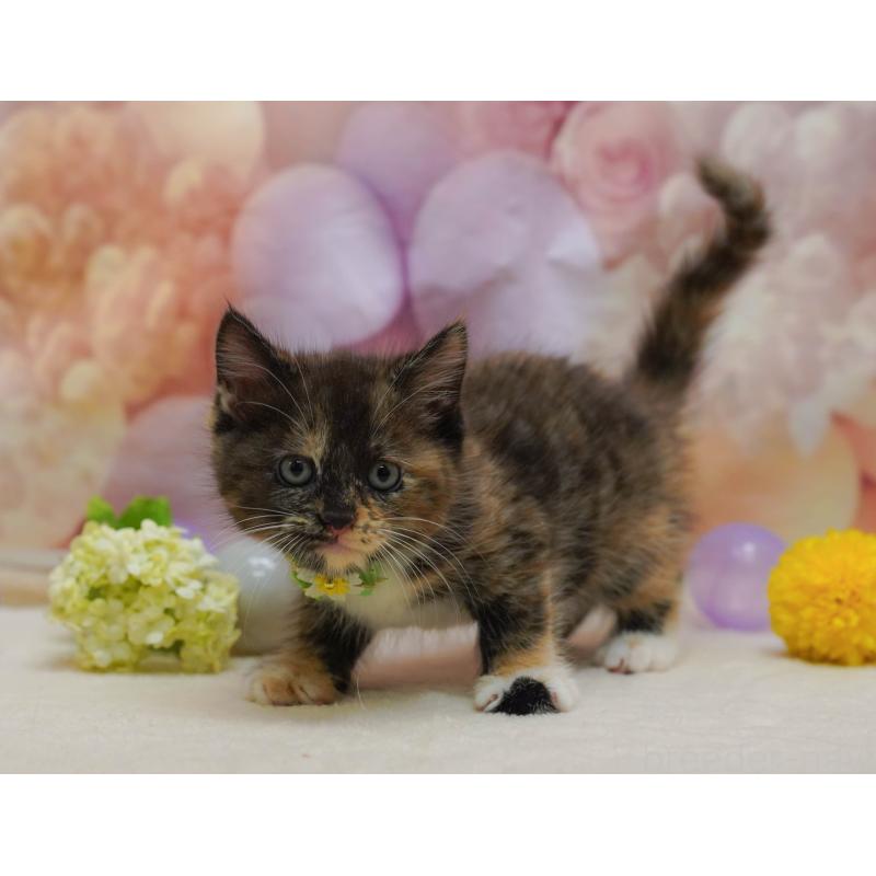 販売中の埼玉県のマンチカン-134337の10枚目