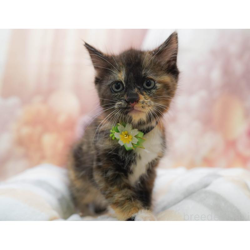 販売中の埼玉県のマンチカン-134337の9枚目