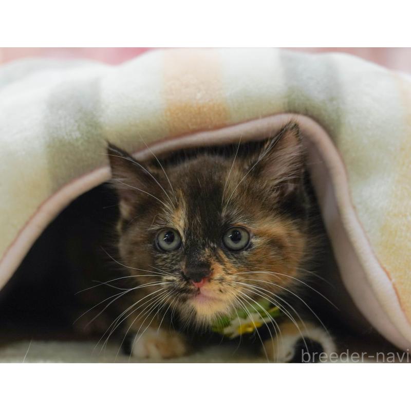 販売中の埼玉県のマンチカン-134337の7枚目