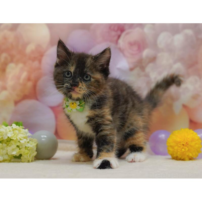 販売中の埼玉県のマンチカン-134337の6枚目